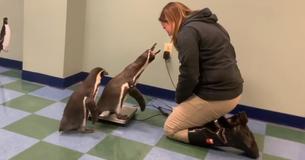 Six Zoo Penguins Love Getting Weighed, And Their Caretakers Love It Too