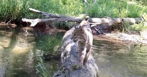 Man Films A Log In A Stream For One Year And Captures Magical Camera Footage