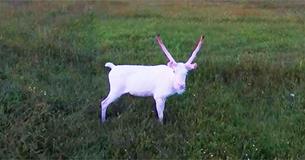 Snow White Albino Reindeer Nearly Vanishes Into The Snow