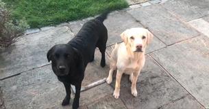 Sports Broadcaster Provides Engaging Commentary While His Dogs Race To Finish Their Dinner