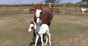Horse Gives Birth To Rare Filly – Wait Until You Spot Her Eyes
