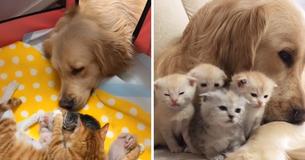 Loving Golden Retriever Cares For Adorable Baby Kittens As If They Were Her Own Kin