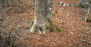 Un homme décide de filmer un arbre dans les bois pendant un an et la caméra capture des images à couper le souffle