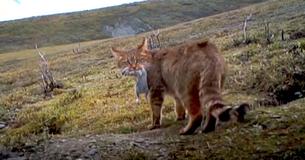 Endangered And Adorable Chinese Mountain Cats Captured On Tape For The First Time