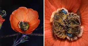 Apparently There’s A Bee Species That Sleep In Flowers And It’s As Endearing As It Sounds