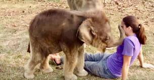 Babyolifant zoekt op grappige manier naar 'slurf' van meisje