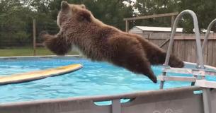 Grizzlybeer doet een buiklanding in het zwembad en kijkt trots naar de camera