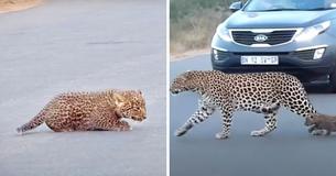 Une maman léopard traverse la route avec ses deux adorables petits, filmés dans de rares circonstances
