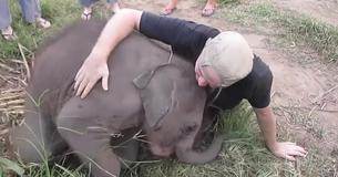 Un adorable bébé éléphant se laisse réconforter par des câlins