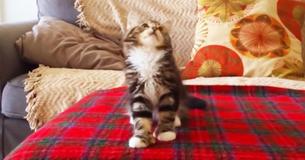 "Winnie le chaton" impressionne les internautes avec une danse adorable sur "Uptown Funk"