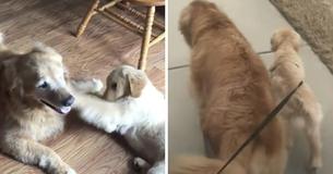 Blind Golden Retriever Gets 'Guide Dog' Puppy To Assist Him Around