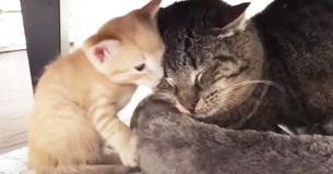 Ancient Battle-Scarred Feral Cat Interacts With Tiny Kittens
