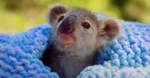 Adorable Baby Koala With Royal Name Is Warming Hearts With Her Charm