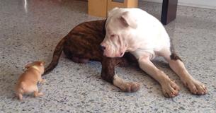 Chihuahua Puppy Teases American Bulldog And Earns Tons Of Views