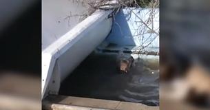 Две бродячие собаки просят двух приятелей спасти их тонущего друга