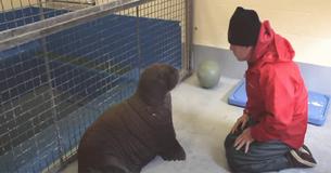Un bébé morse orphelin rencontre un soignant et veut se faire câliner