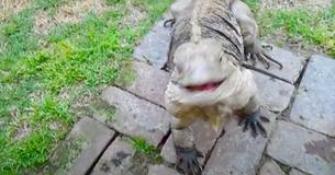 Un homme rentre du travail et son iguane de compagnie l'accueille comme un chien