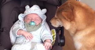 La réaction du chien à la maman ramenant le bébé de l'hôpital à la maison devient rapidement populaire