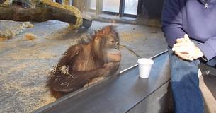 Orang-oetan schiet in de lach nadat een man hem een goocheltruc laat zien