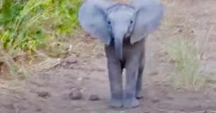 Un petit éléphant se lance à la poursuite des visiteurs qui gênent ses activités.