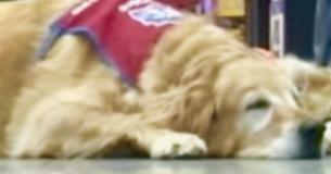 Un vétéran handicapé ne peut pas travailler sans son chien de service - donc, Lowe les a employés tous les deux