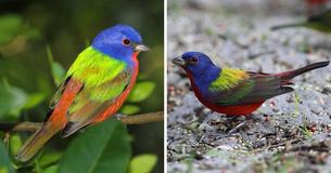 Beautiful Painted Bunting Birds Clearly Live Up To Their Name