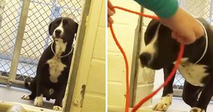 Le moment où un chien de refuge se rend compte qu'il a été adopté nous pousse à fondre en larmes