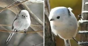 Tiny Birds That Resemble Flying Cotton Balls Live On Japanese Island