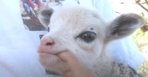 Un brebis s'est accouplée avec une chèvre pour faire un adorable bébé hybride