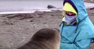 Un bébé phoque charmant tente de devenir ami avec une femme