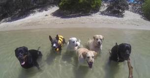 Cette vidéo présente des chiens et un chat sur la plage dans une version amusante de la chanson "Happy" de Pharrell Williams