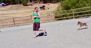 Three-Day-Old Miniature Horse Chases Owner Around Corral