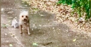 Dog Rescues Stranded Kitten And Brings Her Home