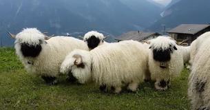 Blacknose Sheep Pass Off As Stuffed Animals And Make Enjoyable Pets