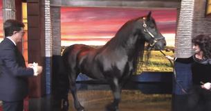 Frederik The Great Is Real Life 'Black Beauty' As Friesian Horse