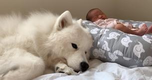 Samoyed Dog Is Baby’s Self-Appointed Guardian And It’s The Cutest Thing