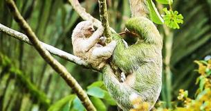 Mother Sloth Holds Her Baby Tight As They Trek Through Jungle