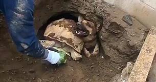 I vigili del fuoco salvano una cagnolina da uno sporco tunnel e scoprono una tartaruga  di 36 chili  incastrata vicino a lei