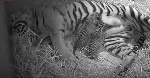 Un tigre de Sumatra, une espèce menacée, donne naissance à des jumeaux en compagnie de gardiens de zoo