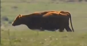 Laut Tierarzt ist diese Geburt so selten, dass nur eine Kuh in elf Millionen so etwas erlebt 