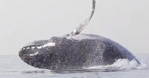Walvis van 40 ton werd gezien hoe hij volledig boven het water uitkwam