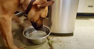 Vriendelijke man adopteert wilde hond die een stervende kolibrie redt en nu zijn ze allemaal vrienden