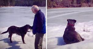 Injured Elderly Man Rescued By Dog He Found Left Alone In The Forest