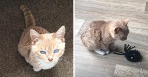 Cat With Dwarfism To Remain Kitten-Sized For Life