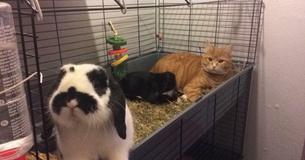 Cats Are So In Love With Their Rabbit Brother They Insist On Staying In His Cage
