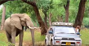 Un éléphant avec une vieille balle logée dans la tête demande de l'aide à des vétérinaires
