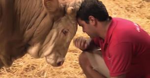 Un taureau qui a passé sa vie enchaîné se fait délivrer par un héro