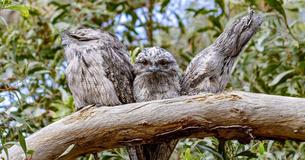Introducing The Frogmouth—One Of Nature's Most Puzzling And Alluring Birds