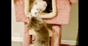 Brave Mama Cat Was Found Shielding Her Kittens In Garden Until Getting Rescued
