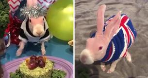 Lady Saves Rare Hairless Rabbit From Euthanasia And He Soon Becomes Online Phenomenon